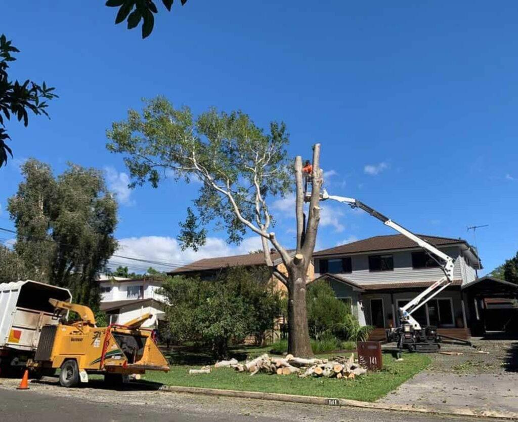 tree removal Sydney Abor cut tree services