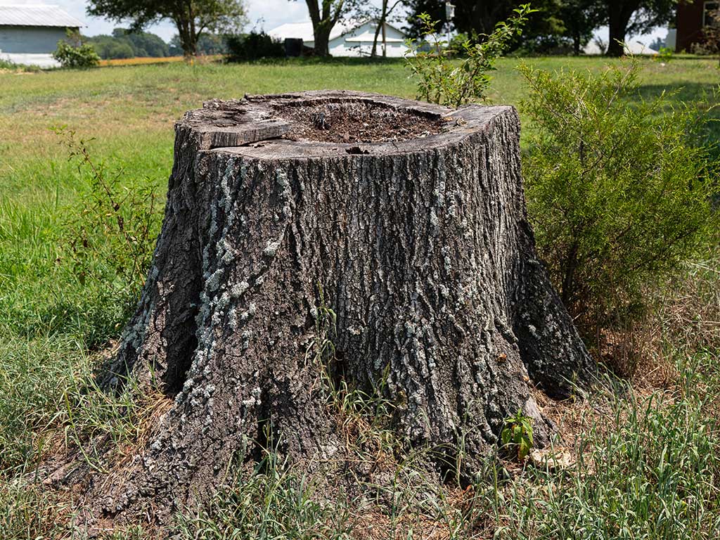 stump grinding Abor Cut Tree Services Sydney