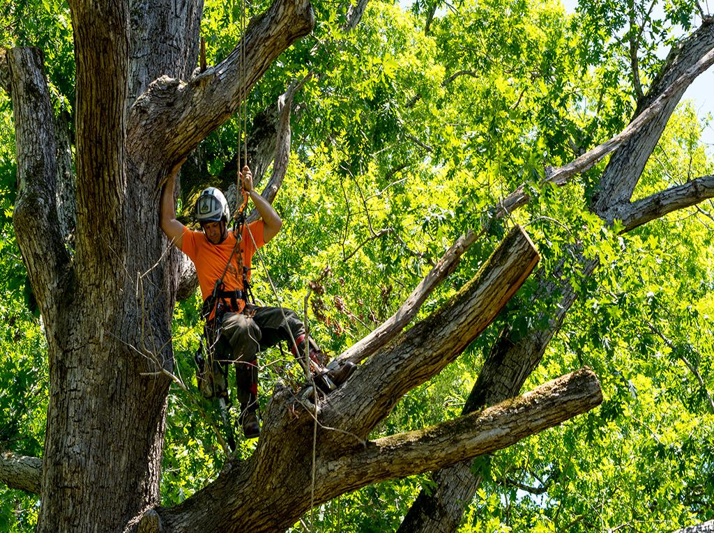 Arborist Tree Care